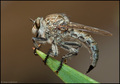 Robberfly