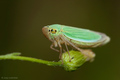 Leafhopper