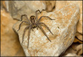 Tarantulica