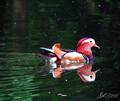 Mandarin Duck