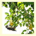 Pear O'Dj…