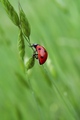 Ladybug 2