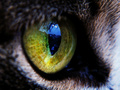 Cats eye vol.2