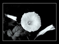 bijeli cvijet …