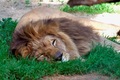 Ne diraj lava …
