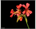 Pelargonium pe…