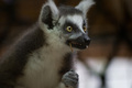 Blesavi lemur