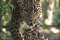 Kineski leopard