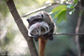 Carski tamarin