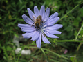 Pčela i cvijet…