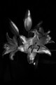 Lilium