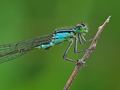 Damselfly