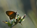 Coenonympha gl…