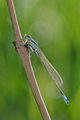 Damselfly #3