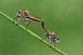 Robber flies i…