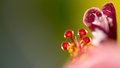 Hibiskus