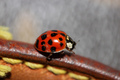 Ladybug