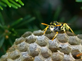 Vespula vulgar…