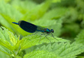 Calopteryx vir…