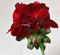 Pelargonija - …