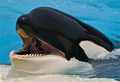 Shamu