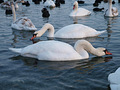 swans