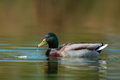 Donald sa Savi…