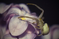 Crab spider i …