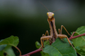 Mantis Mantis