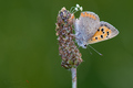 Lycaena phlaeas