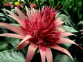 Bromelia