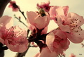 Breskvin cvat