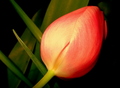 Tulipan 01