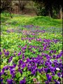 moja livada iz&hellip;