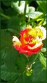 ruža za Vukova…