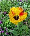 šareni tulipan
