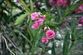 oleander