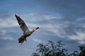 Showy Gyrfalcon