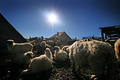 -sheepland-