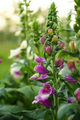 Digitalis - ot…