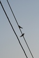 žica ispod pti…