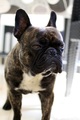 Bully