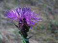 Centaurea...