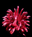 Crvena meduza