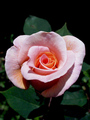roza Rosa