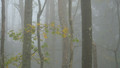 Lišće u magli
