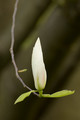 Magnolija