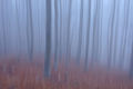 Magla u šumi 3