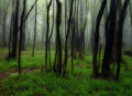 Ljetna magla -…