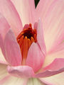 Cvijet lotosa